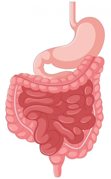 At Last, The Mystery of the Human Appendix's Function Unveiled by Scientists