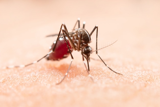 Top 5 Crucial Strategies to Combat Malaria